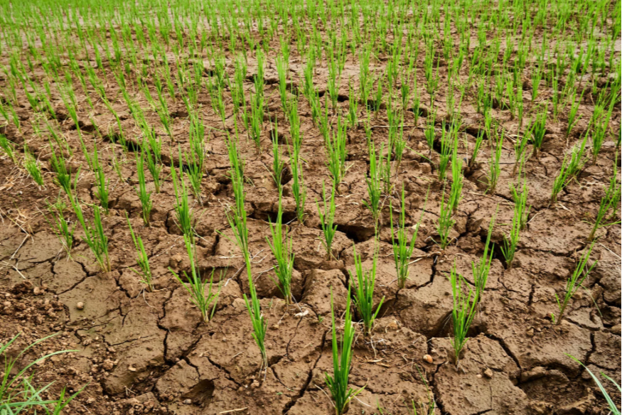 Sécheresse : plus de 65 millions d’euros de soutien pour les agriculteurs des Hauts-de-France.