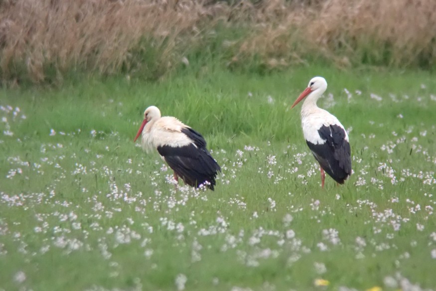 Au moins trois couples de cigognes aperçus en Thiérache.